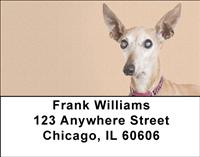 Italian Greyhounds Address Labels
