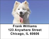 Samoyed Puppies Address Labels