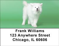 Samoyed Puppies Address Labels