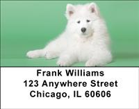 Samoyed Puppies Address Labels