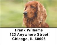 Irish Setters Outdoors Address Labels