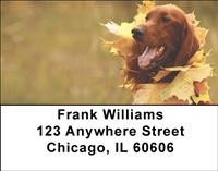 Irish Setters Outdoors Address Labels