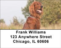 Irish Setters Outdoors Address Labels