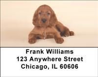 Irish Setter Pups Address Labels