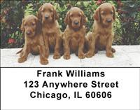 Irish Setter Pups Address Labels