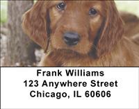 Irish Setter Pups Address Labels