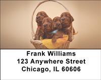 Irish Setter Pups Address Labels