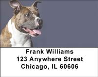 American Staffordshire Terriers Address Labels