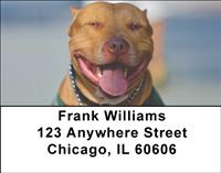 American Staffordshire Terriers Address Labels