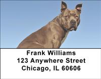 American Staffordshire Terriers Address Labels