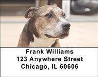 American Staffordshire Terriers Address Labels