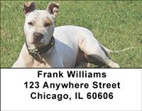 American Staffordshire Outdoors Address Labels