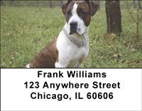 American Staffordshire Outdoors Address Labels