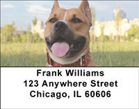 American Staffordshire Outdoors Address Labels