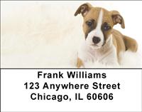 American Staffordshire Pups Address Labels