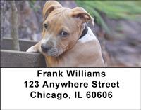 American Staffordshire Pups Address Labels