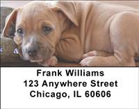 American Staffordshire Pups Address Labels