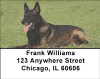 Belgian Malinois Address Labels
