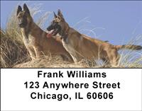 Belgian Malinois Address Labels