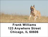 Belgian Malinois Address Labels