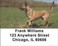 Belgian Malinois Address Labels