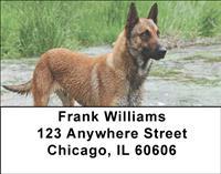 Belgian Malinois At The River Address Labels