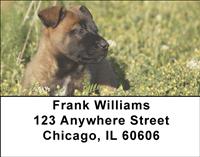Belgian Malinois Puppies Address Labels
