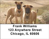 Belgian Malinois Puppies Address Labels