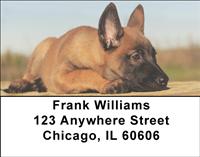 Belgian Malinois Puppies Address Labels