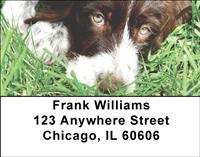 German Wirehaired Pointer Address Labels