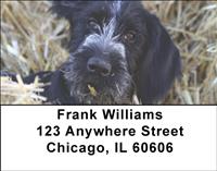 German Wirehaired Pointer Address Labels