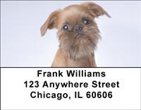 Brussels Griffon Address Labels