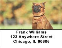 Brussels Griffon Address Labels