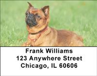 Brussels Griffon Address Labels