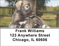 Irish Wolfhounds Address Labels