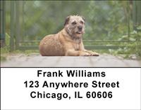 Border Terriers Address Labels