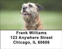 Border Terriers Address Labels