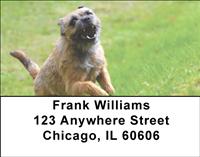 Playful Border Terriers Address Labels