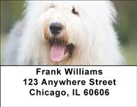 Old English Sheepdogs Address Labels