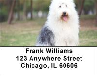 Old English Sheepdogs Address Labels