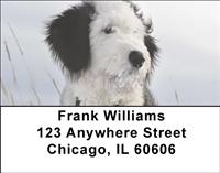 Old English Sheepdogs Address Labels
