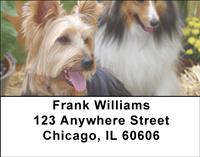 Silky Terriers Address Labels