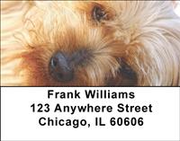 Silky Terriers Address Labels