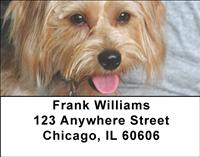 Silky Terriers Address Labels
