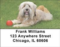 Tibetan Terriers Address Labels