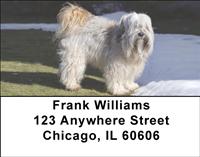 Tibetan Terriers Address Labels