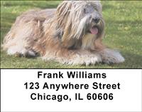 Tibetan Terriers Address Labels