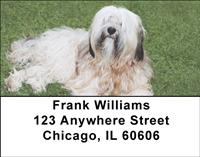 Tibetan Terriers Address Labels