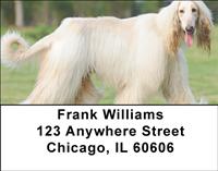 White Afghan Hounds Address Labels