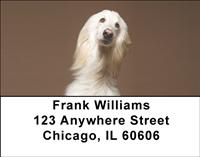 White Afghan Hounds Address Labels